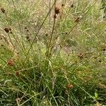 Juncus conglomeratusFroito