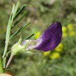 Vicia peregrina Flor