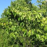 Ulmus rubra Habit