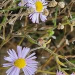 Erigeron foliosus Кара