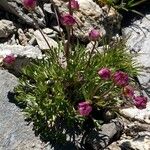 Ranunculus glacialis Fula