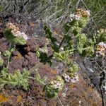 Phacelia ramosissima Pokrój