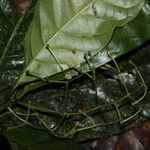 Psychotria alatipes 花