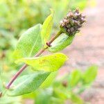 Lonicera periclymenum Fruit