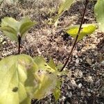 Celtis africana Blad