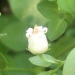 Salpichroa origanifolia 花
