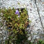 Wahlenbergia hederacea Flor