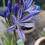 Agapanthus praecoxFlower