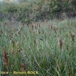 Carex colchica Хабит