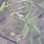 Callitriche platycarpa Blatt