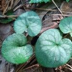 Viola hirsutula Leaf
