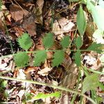 Pimpinella saxifraga Blad