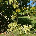 Dracaena angustifolia Blad