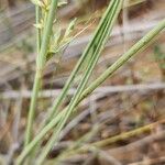 Cyperus conglomeratus برگ