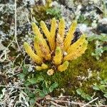 Diphasiastrum alpinum Likasa