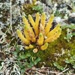 Lycopodium alpinum Blad