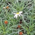 Argyranthemum frutescens 花