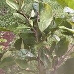 Pithecellobium furcatum Hoja