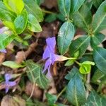 Vinca minorFlor