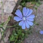 Cichorium endiviaBlomma