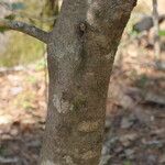 Ilex opaca Bark