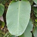 Calathea lutea Folio