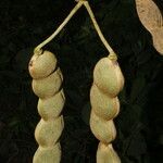 Mucuna holtonii Плод