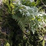 Polypodium interjectumLeaf