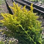 Solidago canadensisᱵᱟᱦᱟ