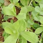 Silene vulgaris Leaf