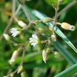 Cerastium fontanumKukka