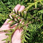 Thuja occidentalisHostoa