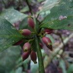 Empogona gossweileri Frucht