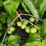 Vangueria madagascariensis Vrucht