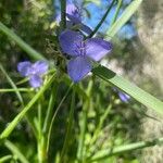 Tradescantia ohiensisΛουλούδι