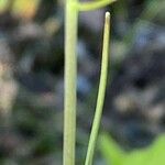 Turritis brassica Fruit