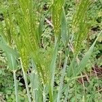 Hordeum vulgare 整株植物