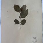 Terminalia anogeissiana Sonstige