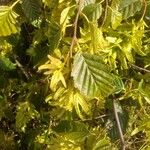 Carpinus betulus 葉