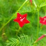 Ipomoea quamoclit Flor