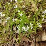 Houstonia longifolia Hàbitat