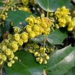 Berberis bealeiBloem