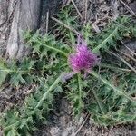 Cirsium acaulon Hábito