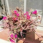 Portulaca pilosa Fuelha