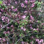 Prunus prostrata Floare