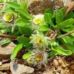 Erigeron uniflorus Цвят