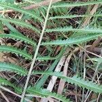 Thelypteris interrupta Alia