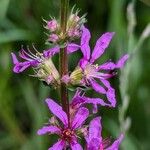 Lythrum virgatum 花