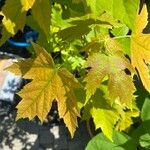 Acer × freemanii Leaf