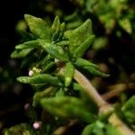 Thymus vulgaris Levél